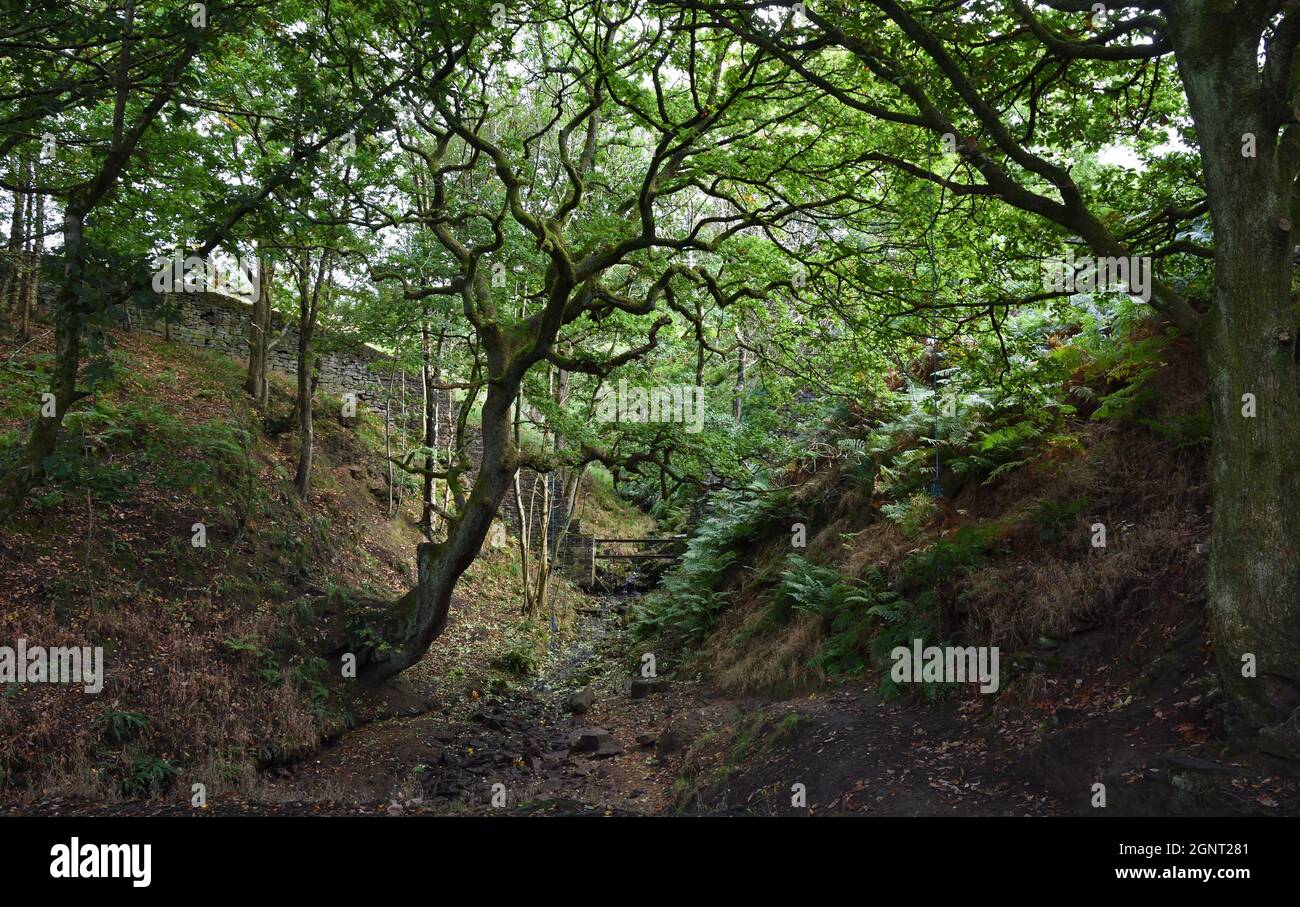Fern dell hires stock photography and images Alamy