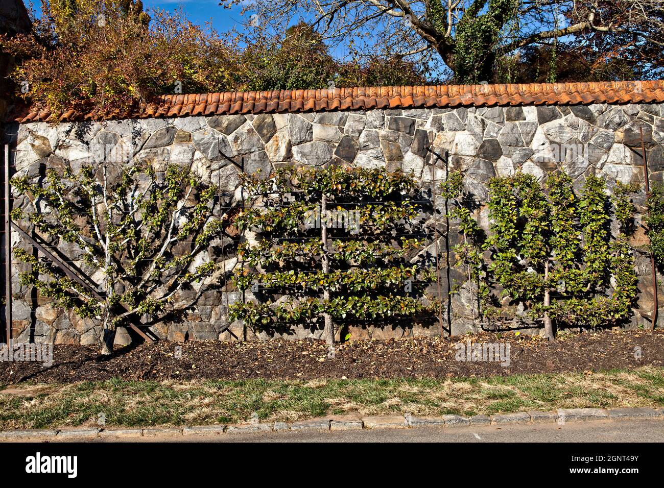 Espaliered fruit trees in the walled gardens of the Biltmore Estate during autumn in Asheville, North Carolina. The house, privately owned by the Vanderbilt family, is the largest home in America with over 250 rooms. Stock Photo