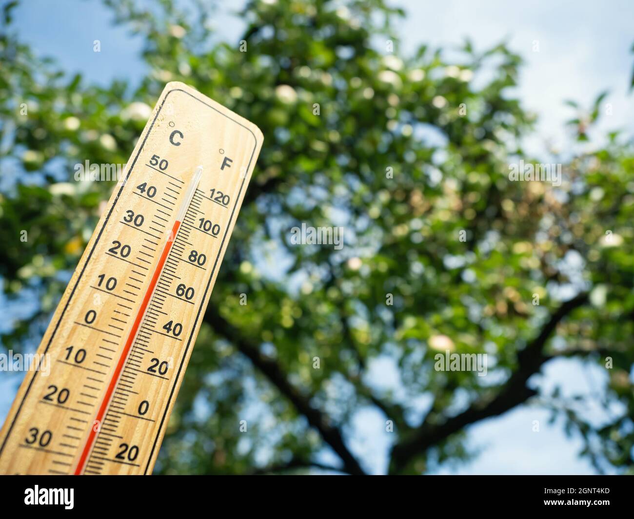 https://c8.alamy.com/comp/2GNT4KD/wooden-thermometer-with-red-measuring-liquid-showing-high-temperature-over-36-degrees-celsius-on-sunny-day-on-background-of-apple-tree-concept-of-hea-2GNT4KD.jpg