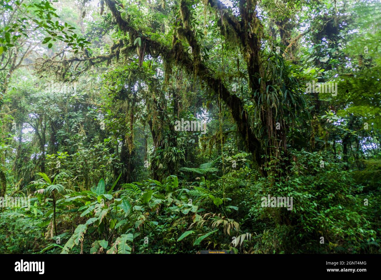 Cloud forest of Reserva Biologica Bosque Nuboso Monteverde, Costa Rica Stock Photo