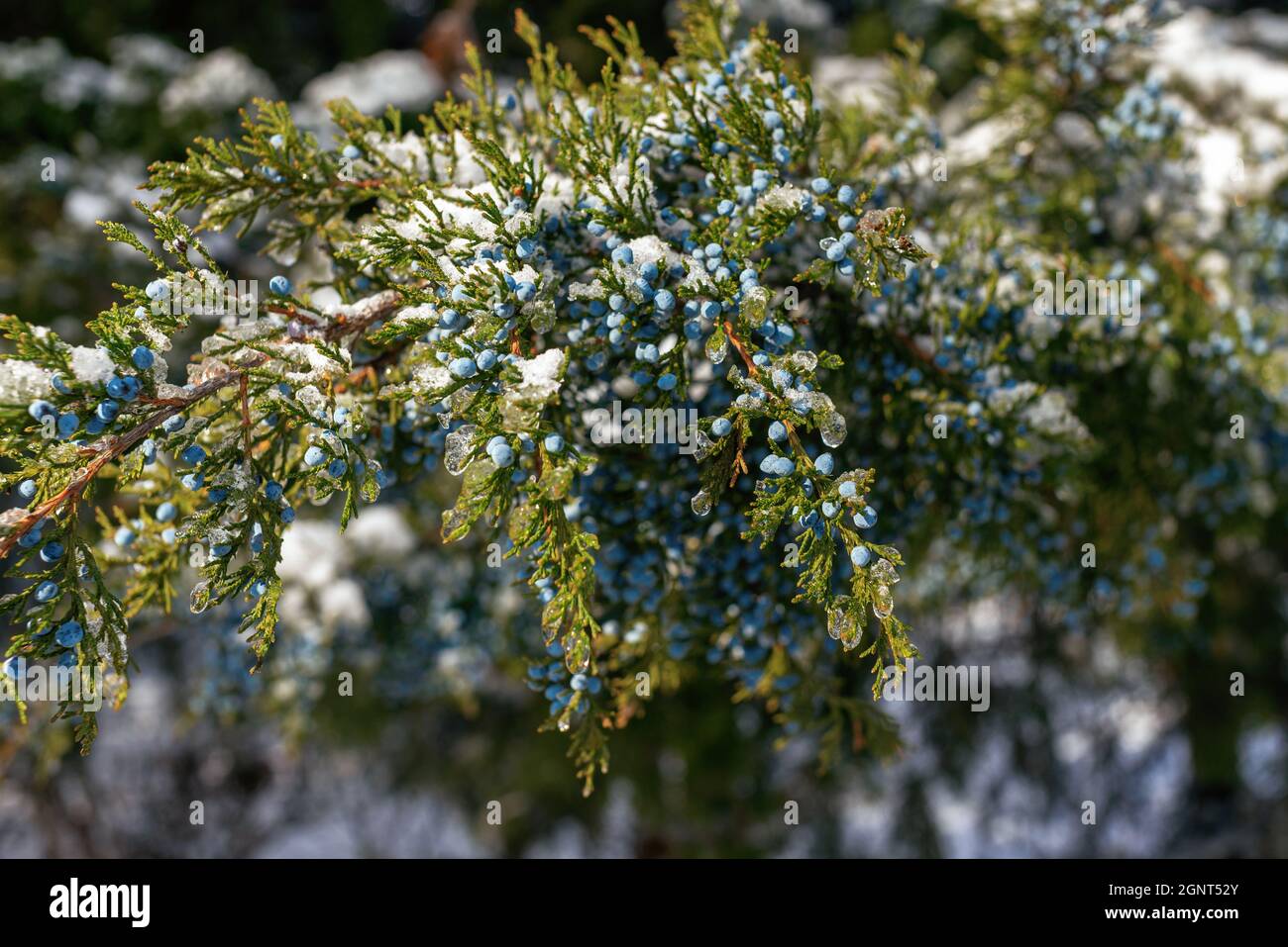 Winter snow juniper branch on a white background close-up. Juniperus communis with berries covered with snow Stock Photo