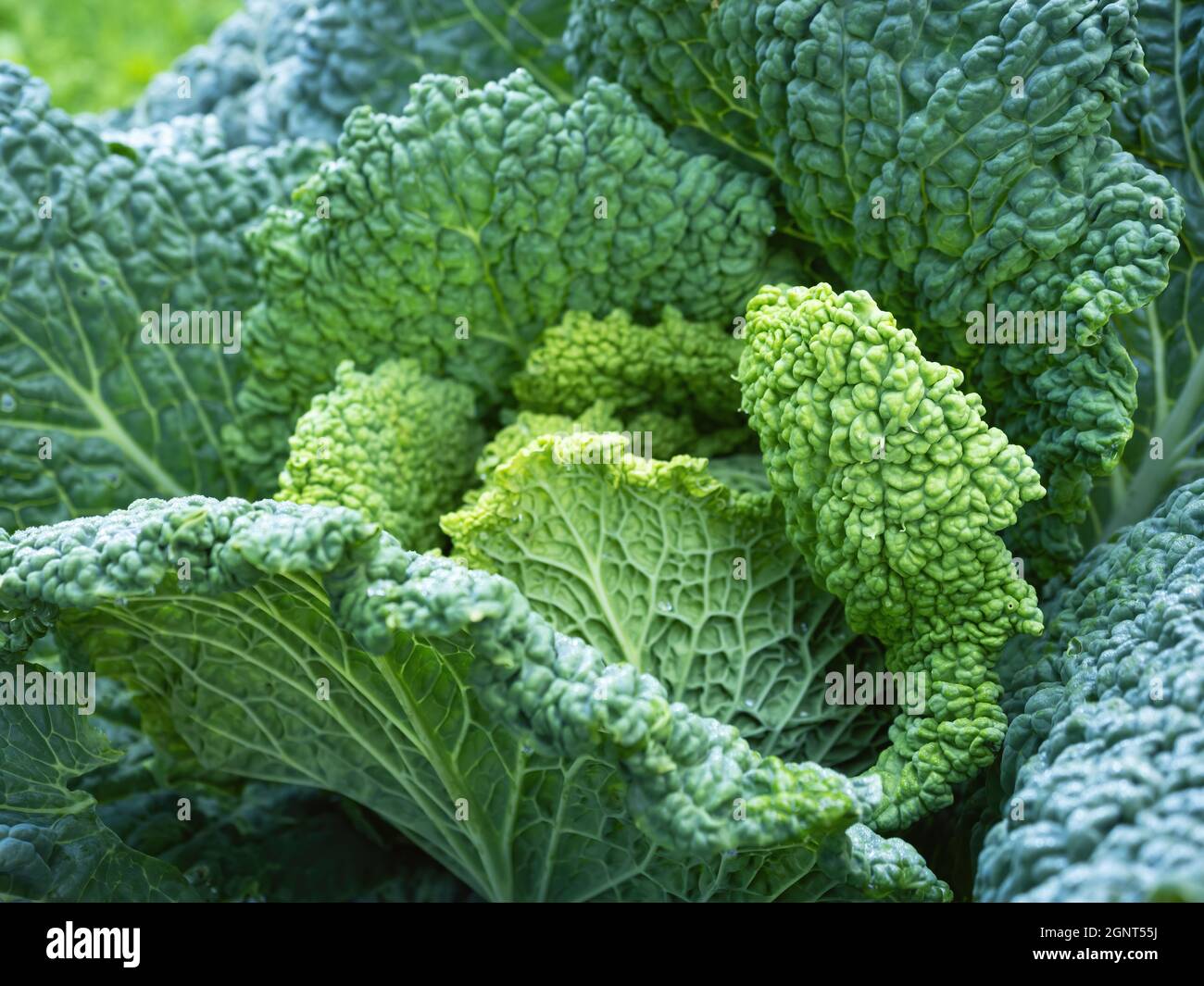 Savoy cabbage growing in vegetable hires stock photography and images