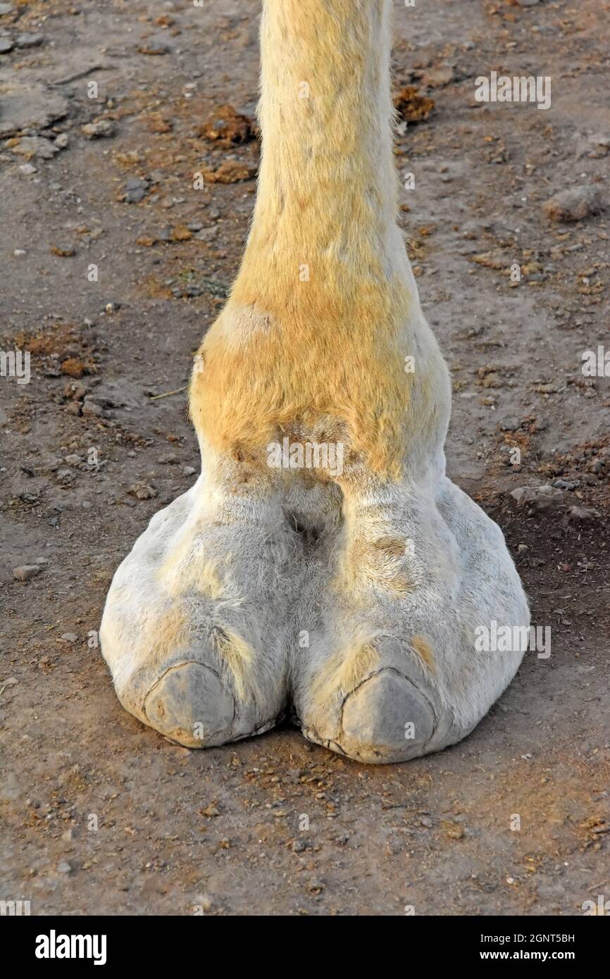 Close Camels Toe Foot Stock Photo 1212231793