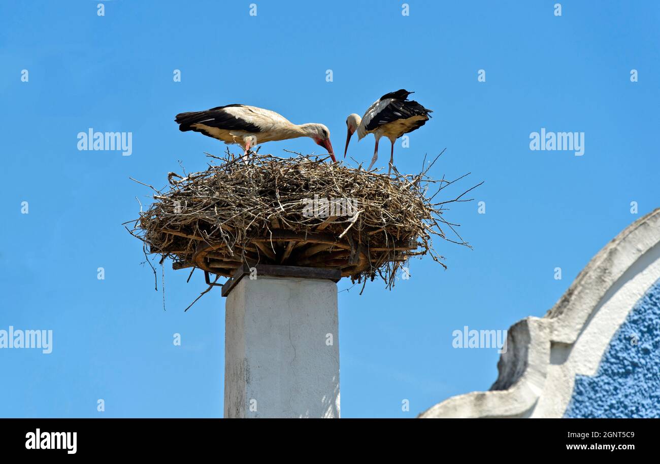 Stork couple (Ciconia ciconia) at the nest on a chimney, Apetlon, Seewinkel, Burgenland, Austria Stock Photo