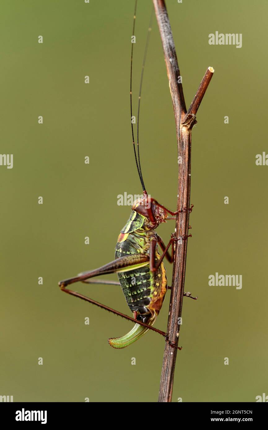 Cricket insects hires stock photography and images Alamy