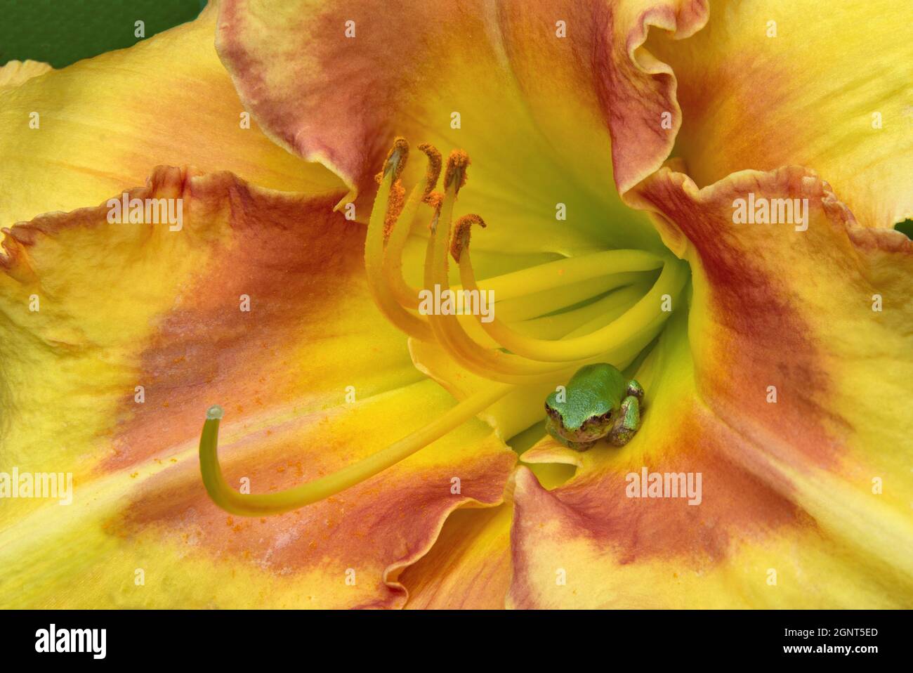 Beauty in nature's hidden world. Closeup of tiny green tree frog resting inside throat of colorful yellow and red daylily blossom. (Hemerocallis). Stock Photo