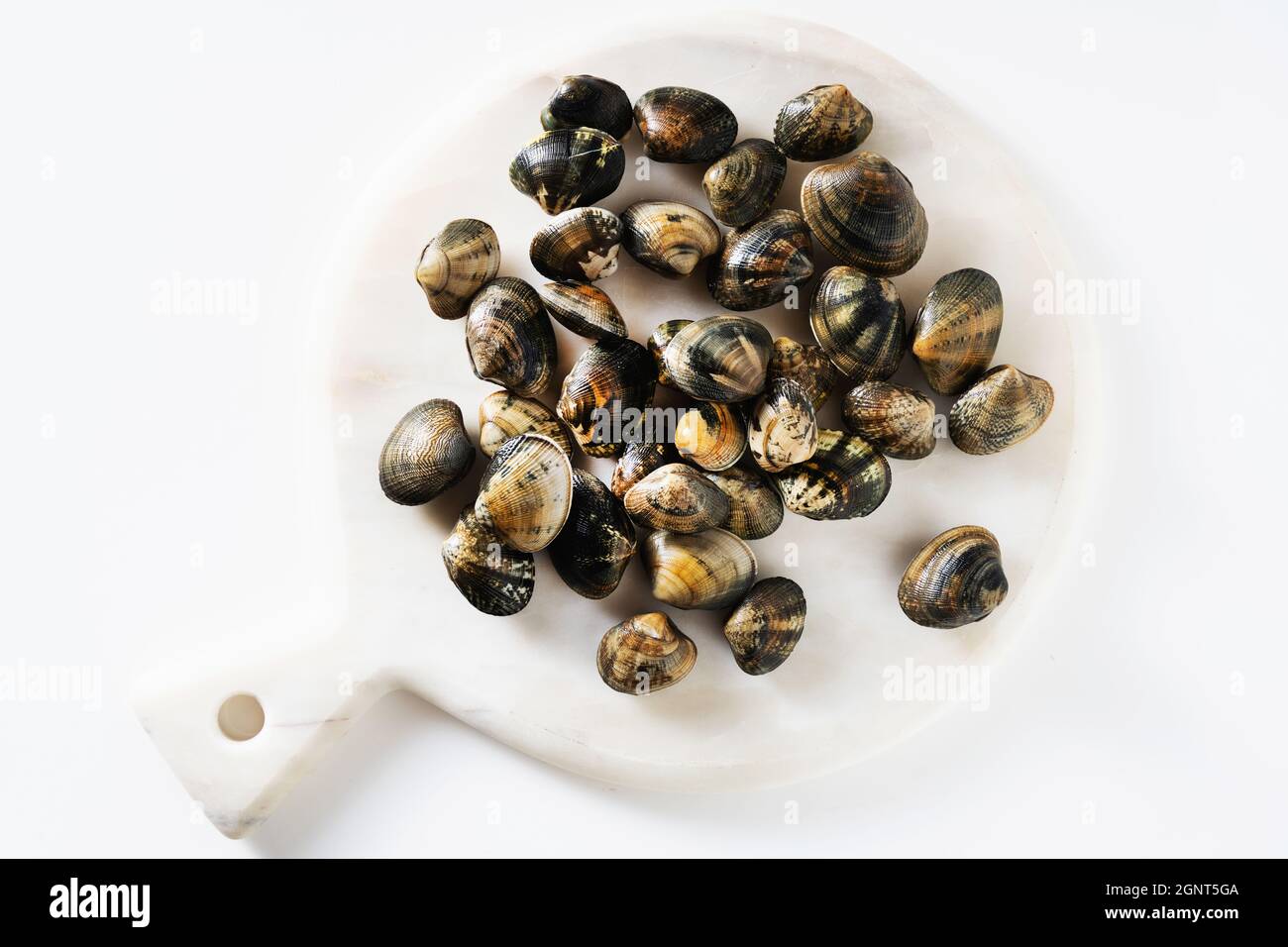 fresh clams on white marble cutting board Stock Photo