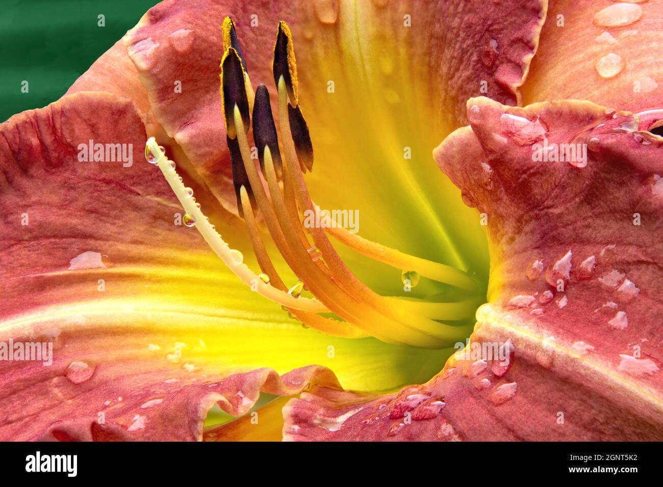 Extreme closeup (macrophotograph) of raindrops clinging to vibrant rose-red daylily blossom. Reflections of flower visible on many drops of rain. Stock Photo