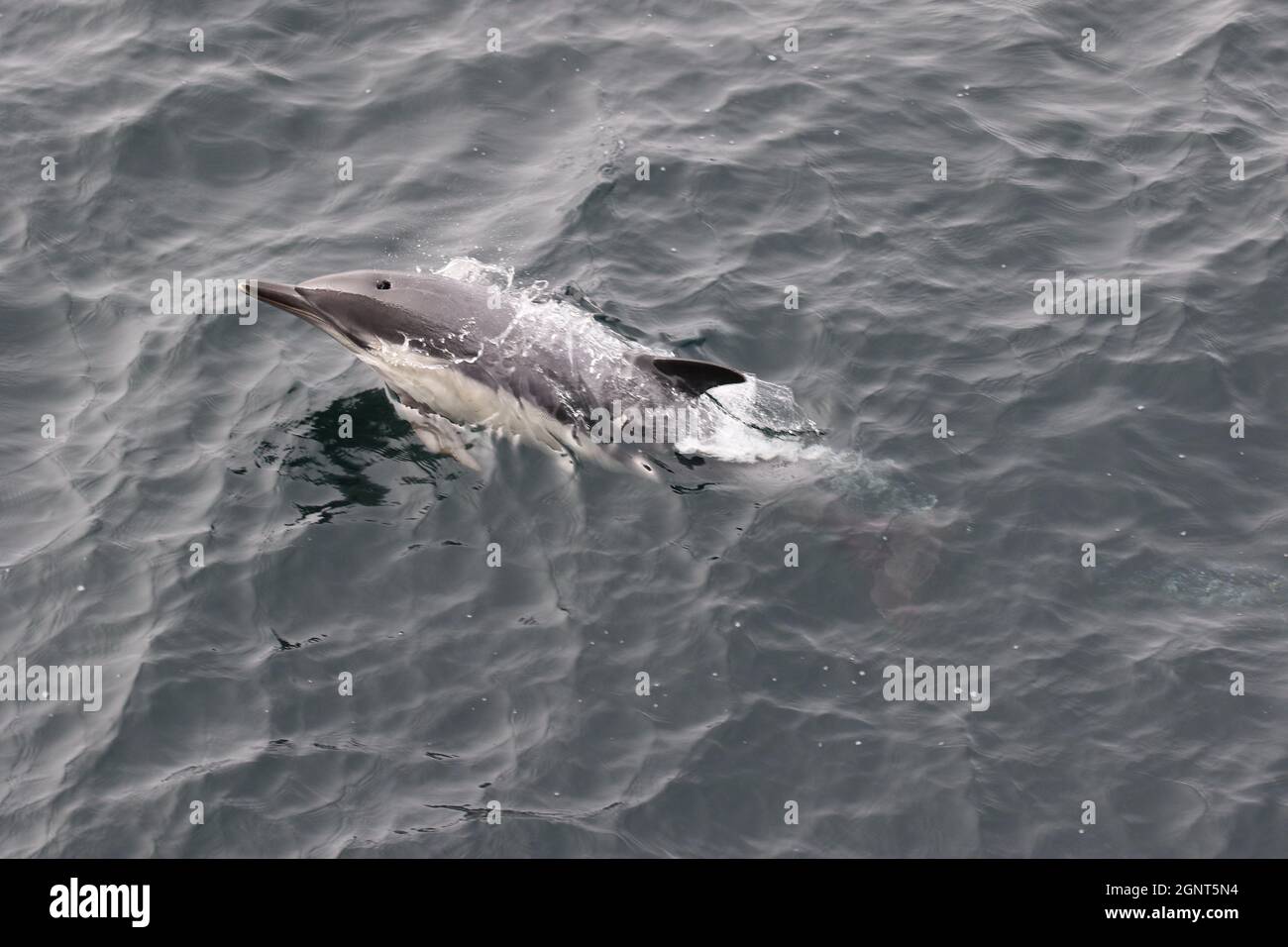Sequence 5 - Common Dolphin leaping in UK waters Stock Photo