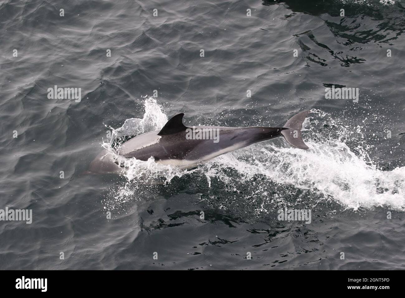 Sequence 5 - Common Dolphin leaping in UK waters Stock Photo