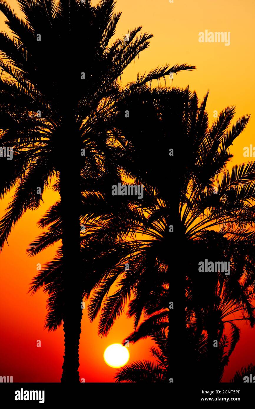 Sun setting through palm trees hi-res stock photography and images - Alamy
