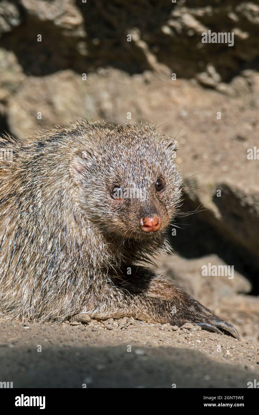 Banded mongoose (Mungos mungo) sunning, native from the Sahel to Southern Africa Stock Photo