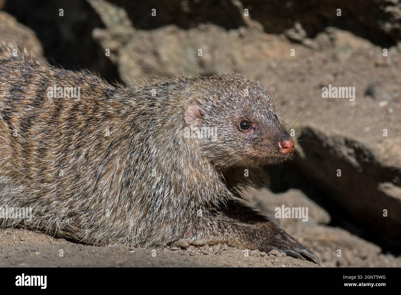 Banded mongoose (Mungos mungo) sunning, native from the Sahel to Southern Africa Stock Photo
