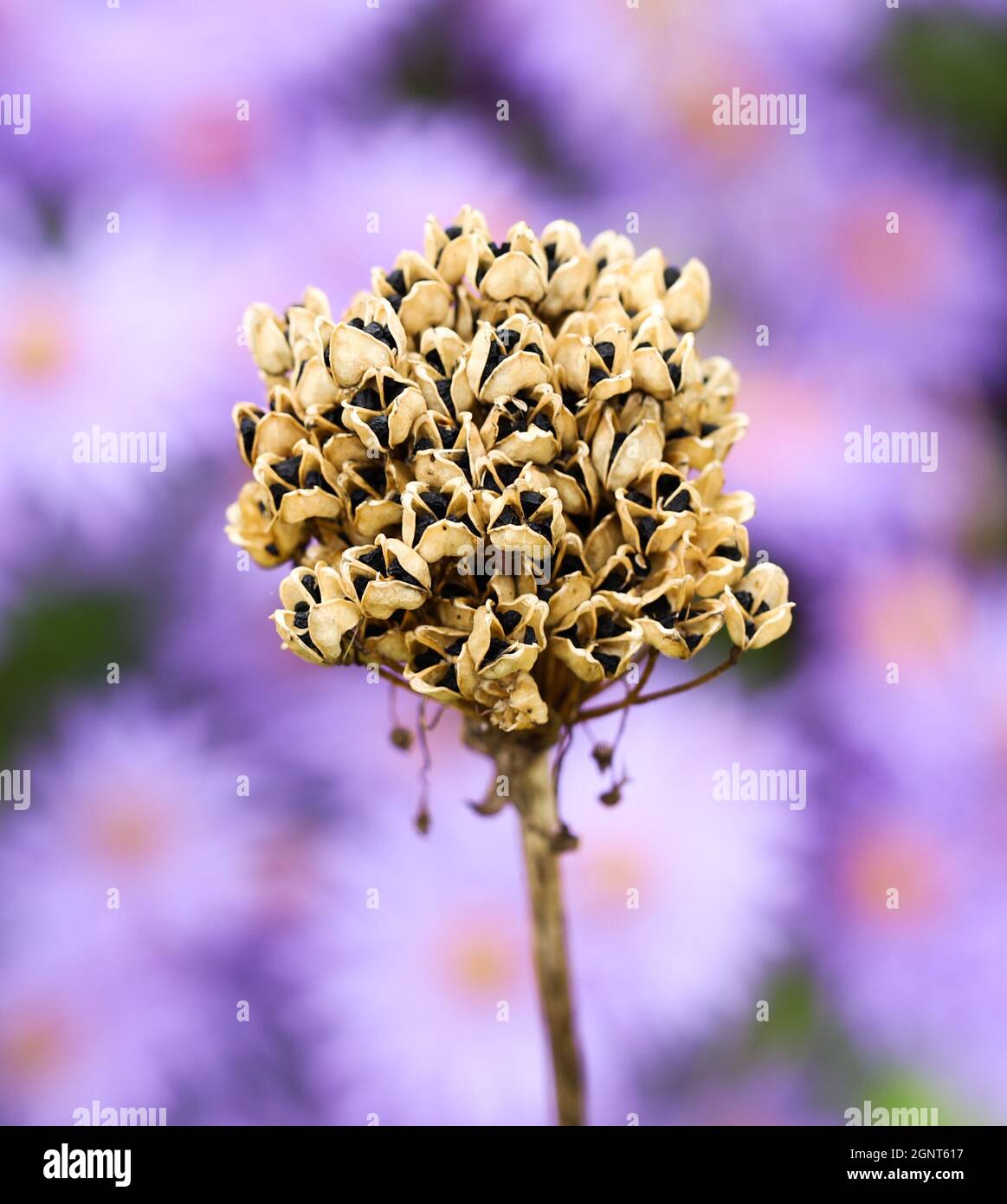 Allium seeds and seed head against asters Stock Photo