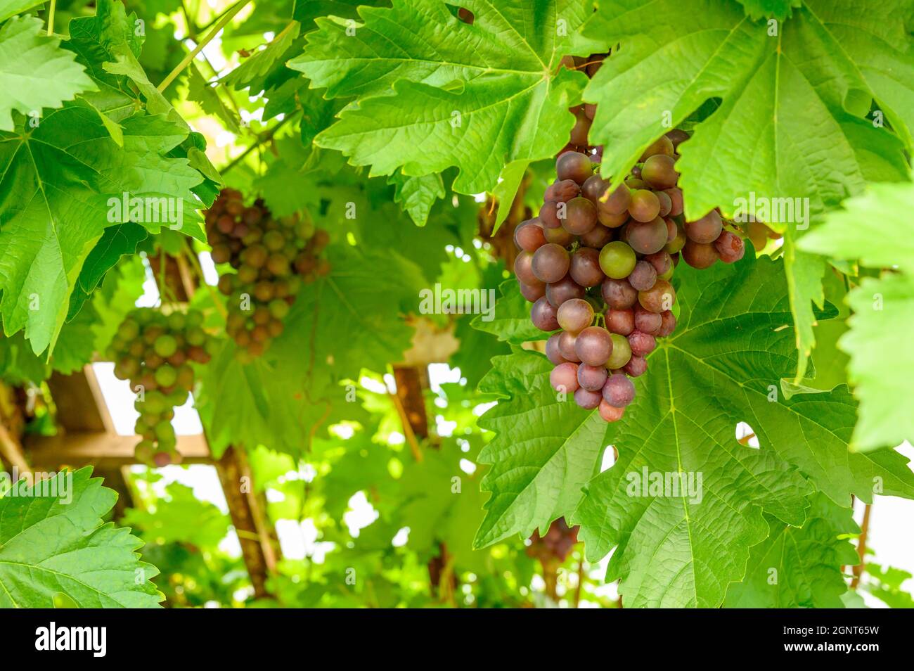 An old grape vine of unknown variety with bunches of unripened grapes growing inside a large greenhouse. Stock Photo