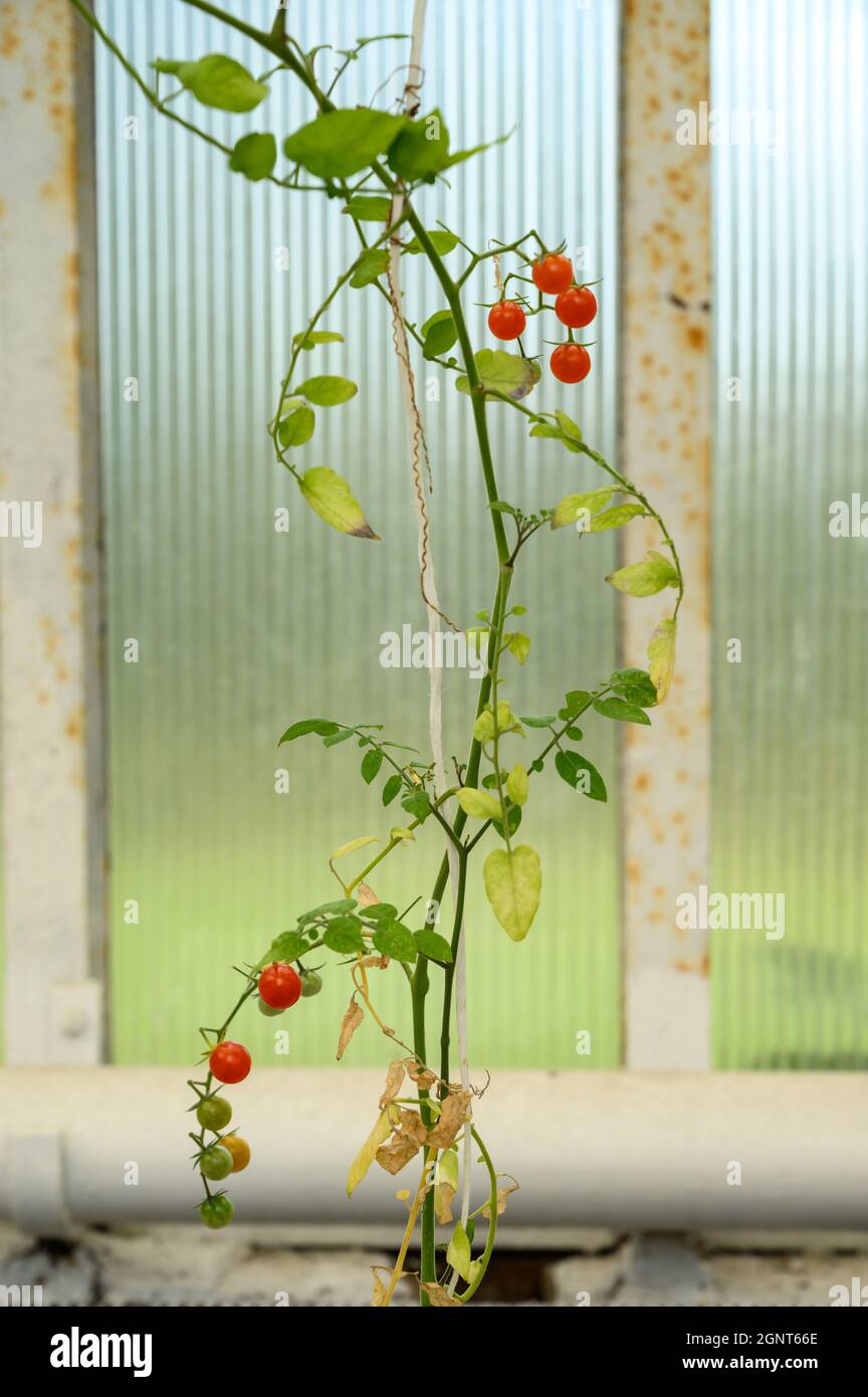 A single cherry tomato plant with thin, winding stem and branches with ripe and unripe fruit inside a large greenhouse. Stock Photo
