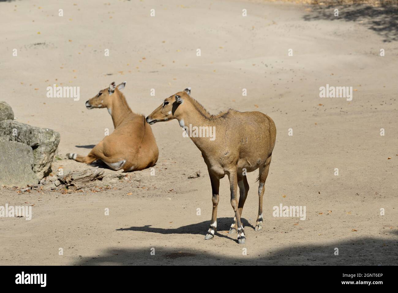 Vienna, Austria. Schönbrunn Zoo in Vienna. Nilgau antelopes (Boselaphus tragocamelus) Stock Photo