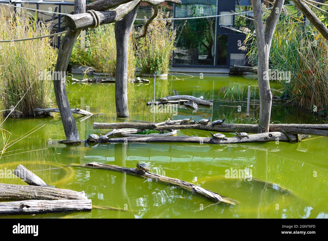 Vienna, Austria. Schönbrunn Zoo in Vienna. Yellow-cheeked ear turtles (Trachemys scripta troosti) Stock Photo