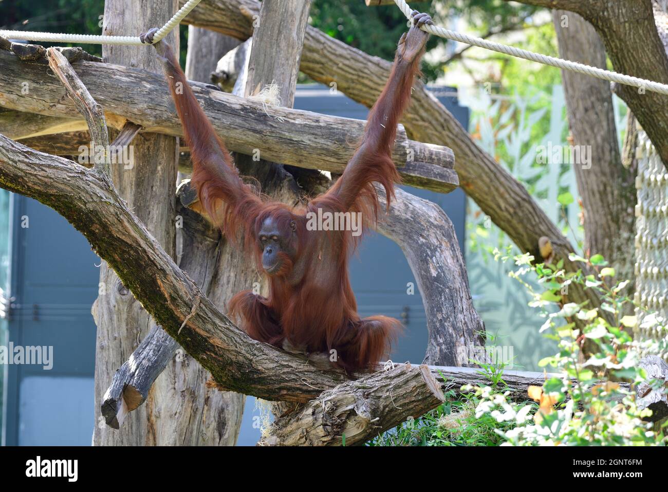 Vienna, Austria. Schönbrunn Zoo in Vienna.  Orangutan (Pongo pygmaeus) Stock Photo