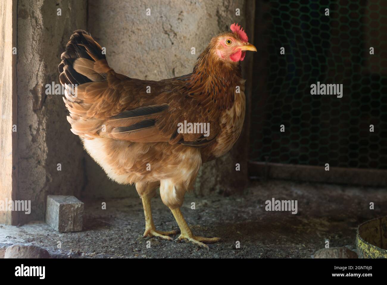 egg laying brown chicken, domestic hen in a chicken coop, closeup shot taken on natural light Stock Photo