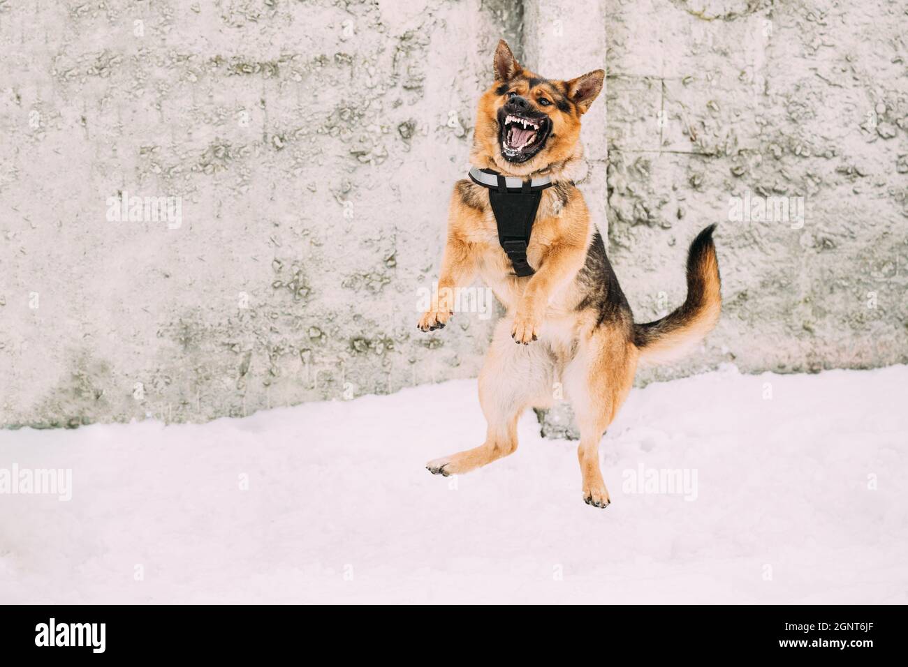 Training Of Purebred German Shepherd Dog In Special Outfit. Alsatian Wolf Dog Jumping During Exercise. Attack And Defence. Winter Snowy Day Stock Photo