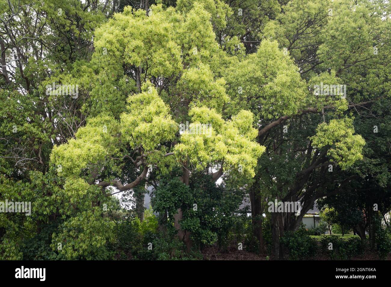 Camphor Laurel tree (Cinnamomum camphora) in spring Stock Photo Alamy