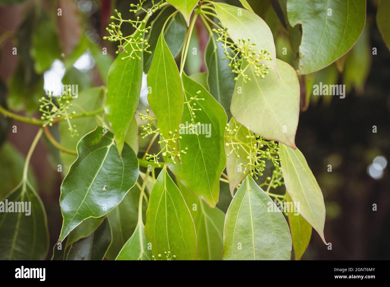Camphor Laurel tree (Cinnamomum camphora) in spring Stock Photo Alamy