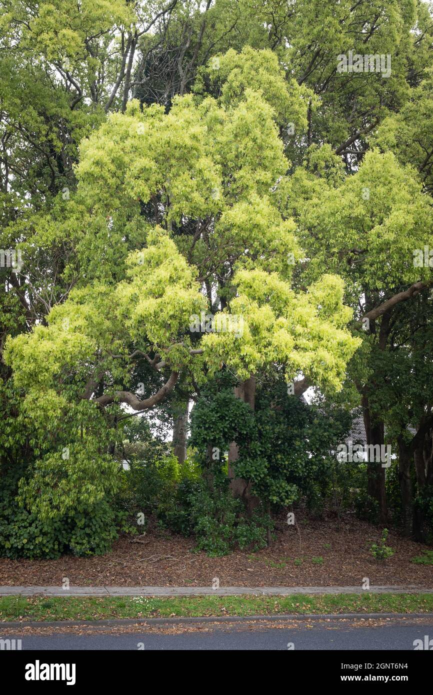Camphor Laurel tree (Cinnamomum camphora) in spring Stock Photo - Alamy
