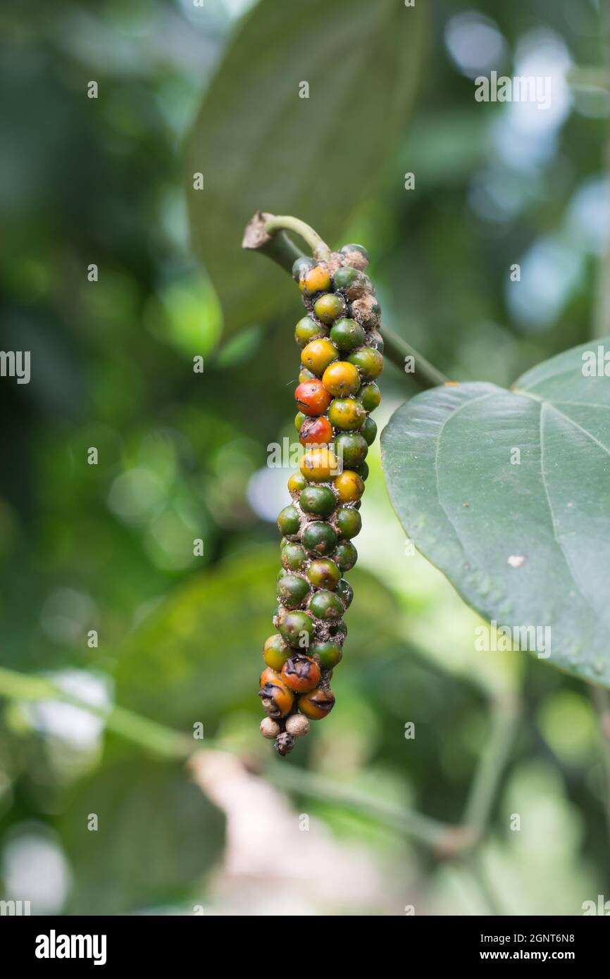 infected black peppercorn with fungus growth, fungal pollu disease or black berry disease or anthracnose on black pepper berries which become hollow Stock Photo