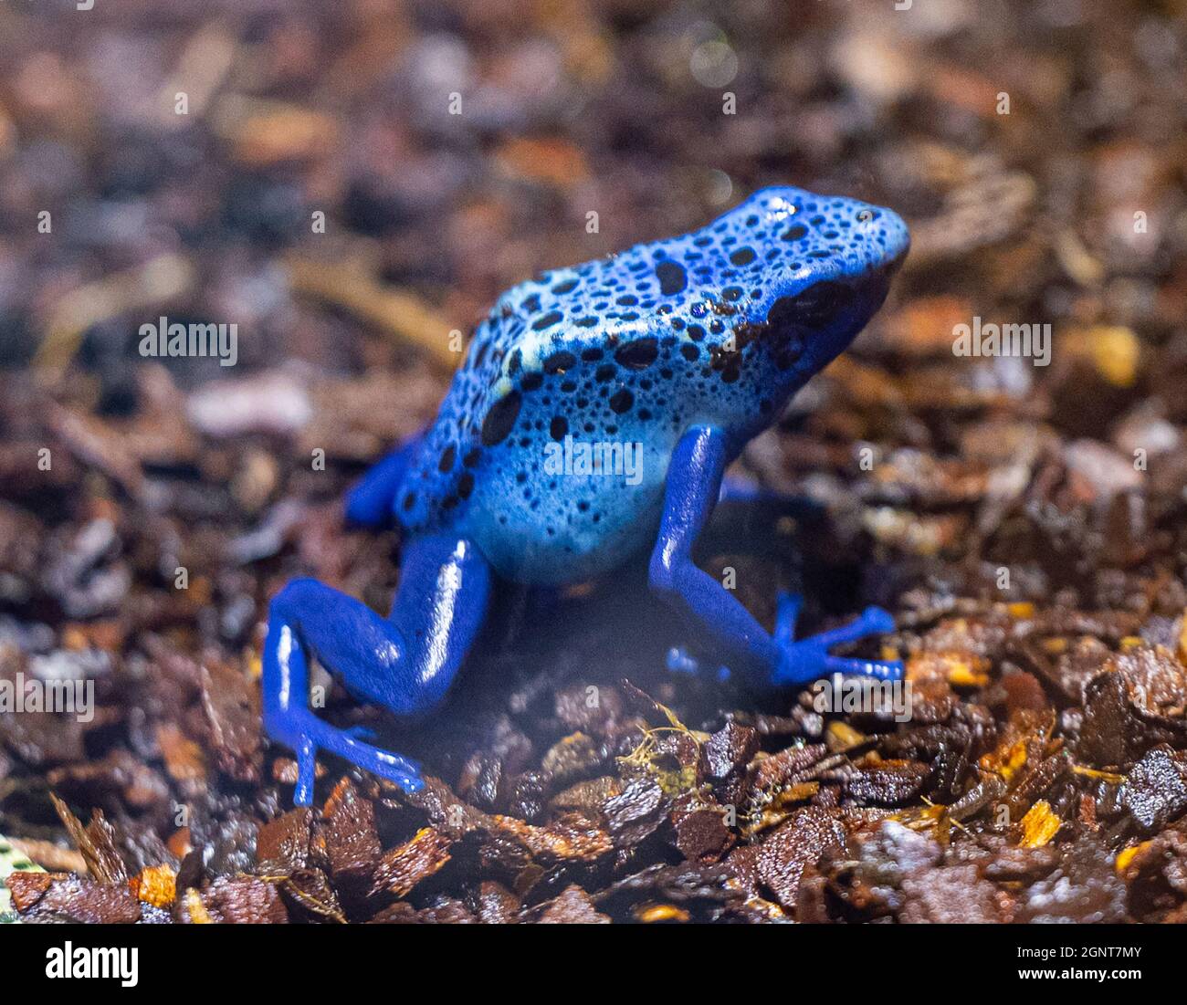 BluePoisonDartFrog (Dendrobatesazureus) resides in Northeastern