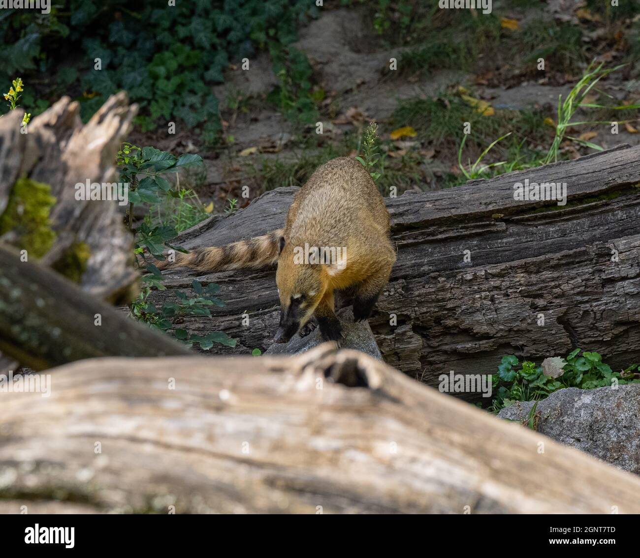 Jungle omnivore hires stock photography and images Alamy