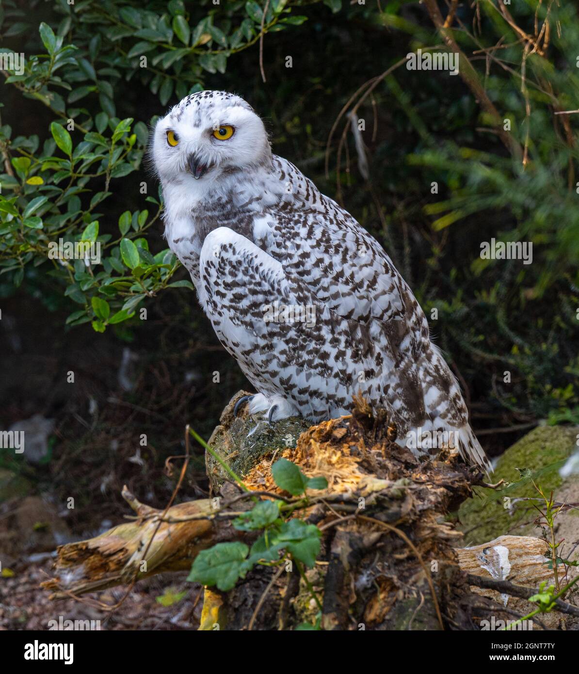 The snowy owl, Bubo scandiacus Stock Photo - Alamy