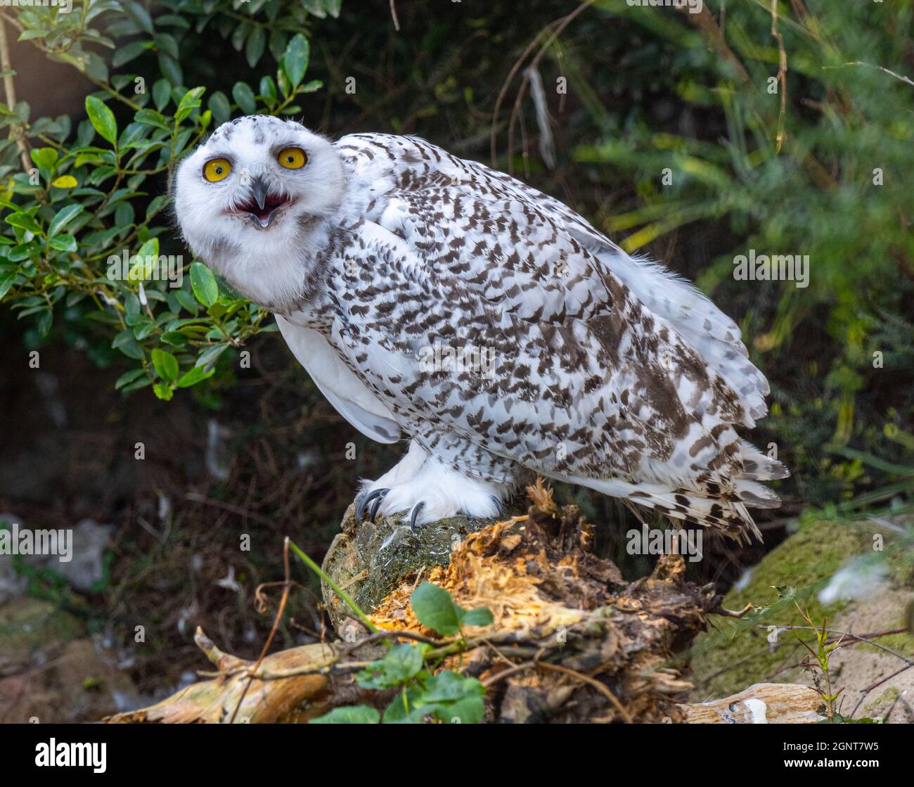 The snowy owl, Bubo scandiacus Stock Photo - Alamy