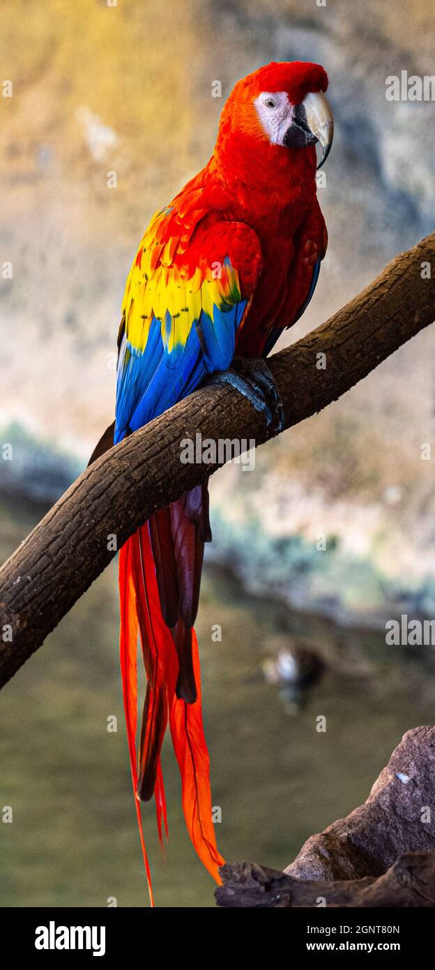 American parrot deals