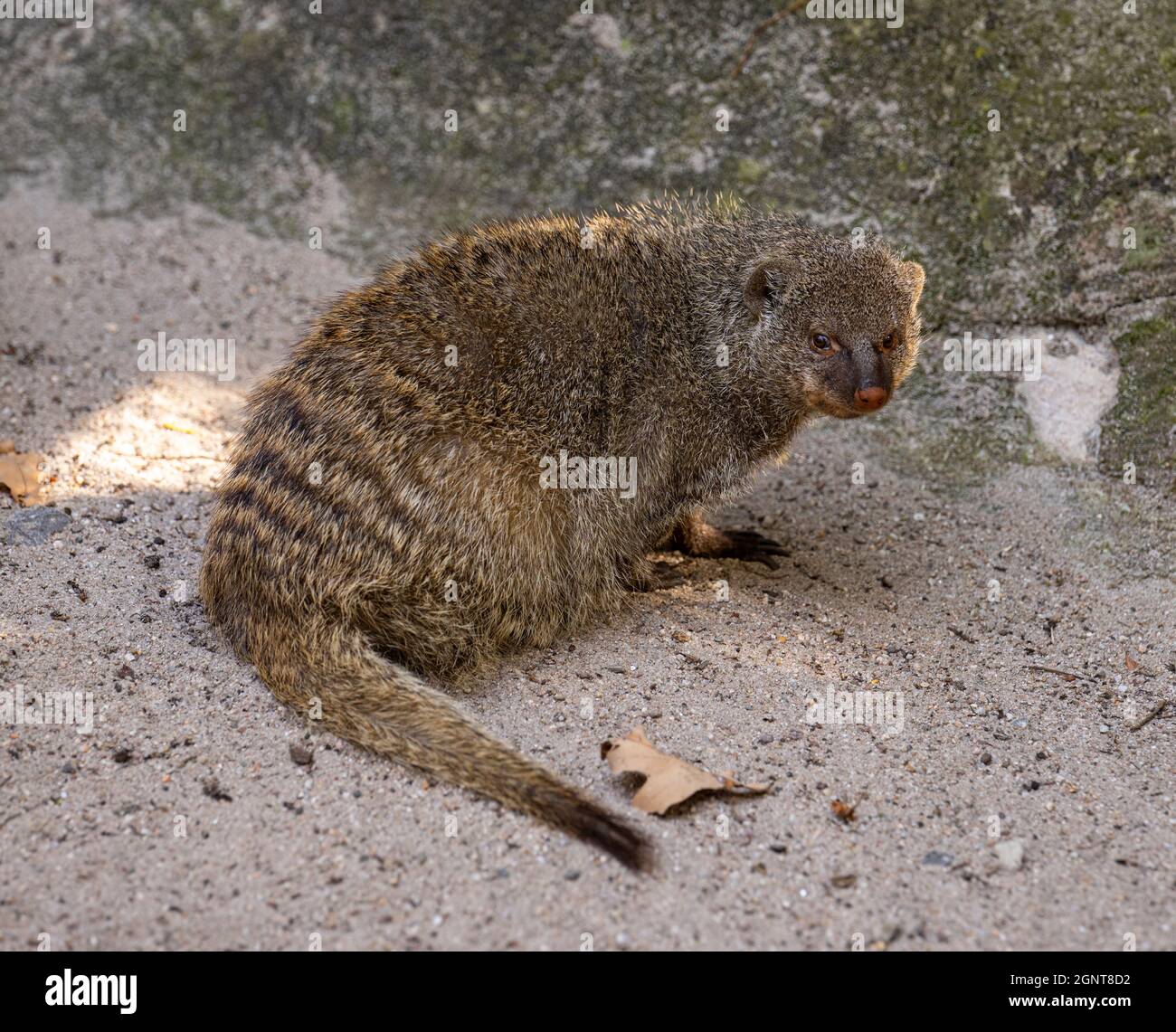 Banded mongoose (Mungos mungo colonus) Stock Photo