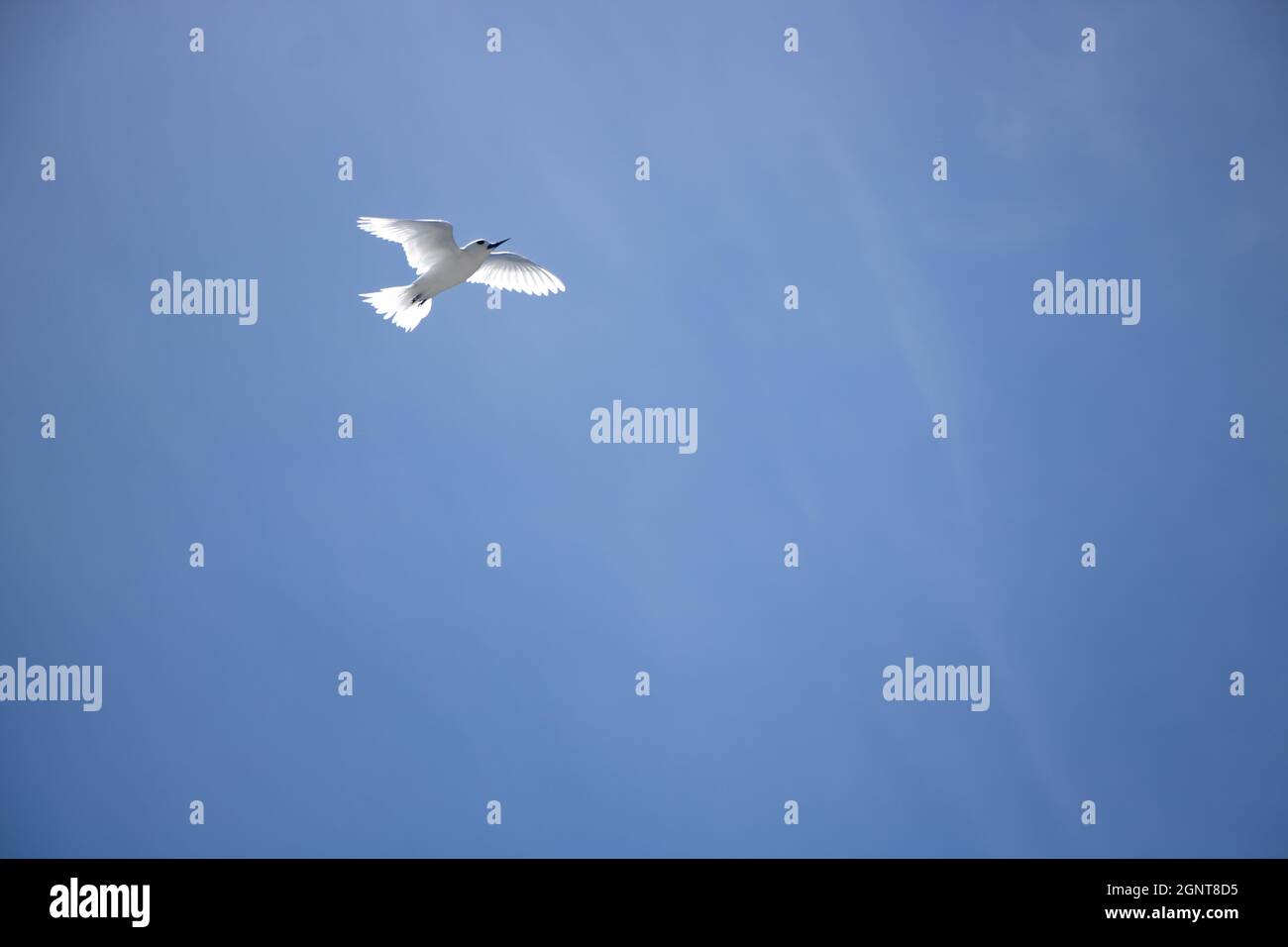 White Tern in FLight -  Pictured White Terns (Dhon Dheeni in Addu Language) are securing the baby bird sitting on a branch due to a crowd of people near. Stock Photo