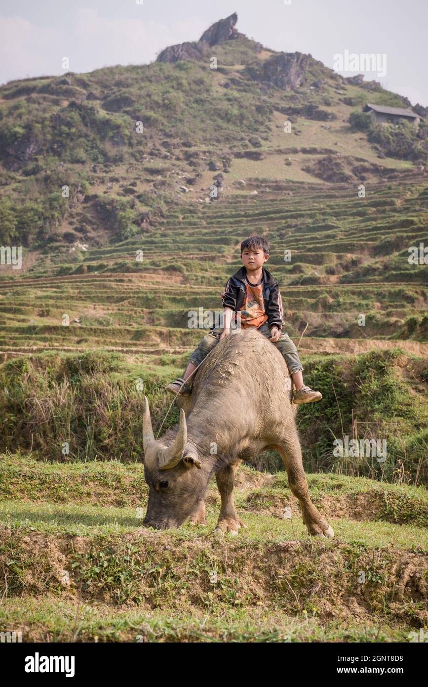 Sapa, Vietnam - April 14, 2016: Boy riding buffalo on the rice field ...