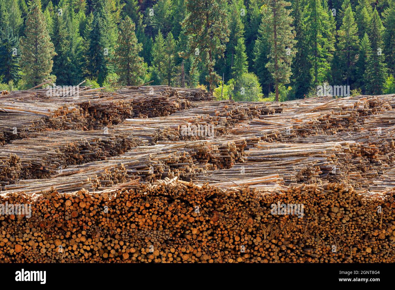 Logging industry canada logs hires stock photography and images Alamy