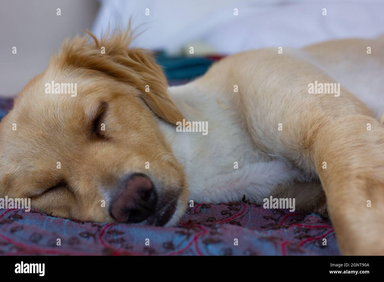 Closeup on light brown golden retriever dog sleeping in bed at home Stock Photo