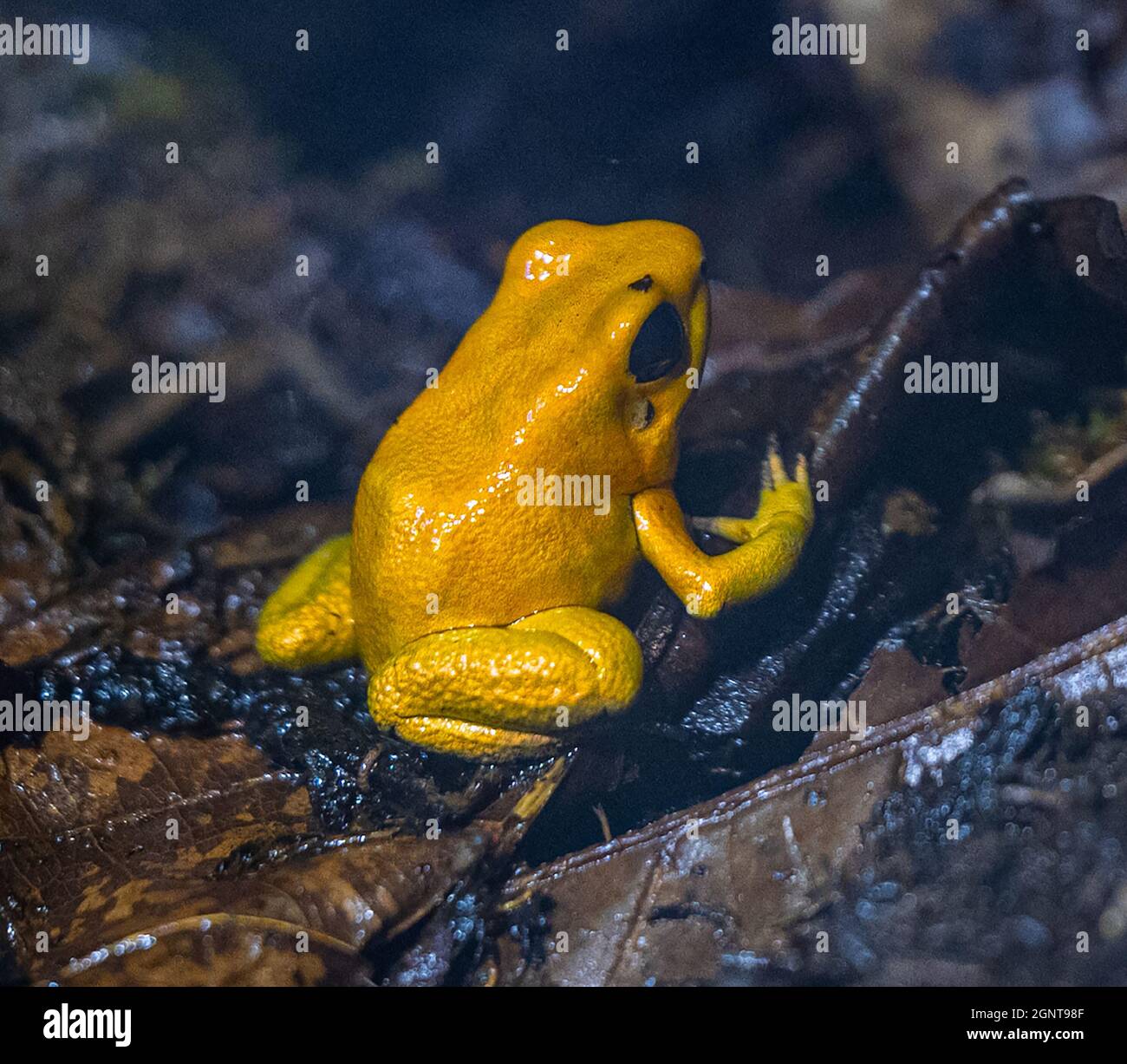 Golden poison dart frog (Phyllobates terribilis). Tropical frog living ...