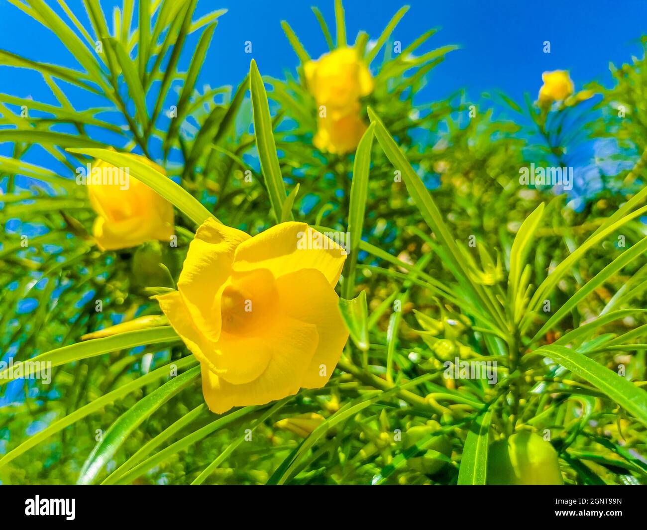Yellow Oleander flower on tree with green leaves and blue sky in ...