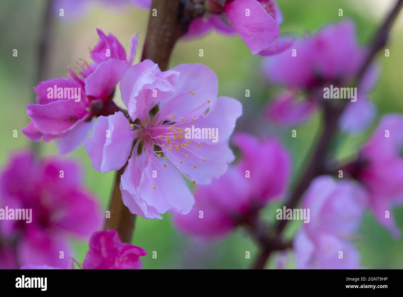 Pink Flowers Of A Blooming Nectarine Tree Stock Photo - Alamy