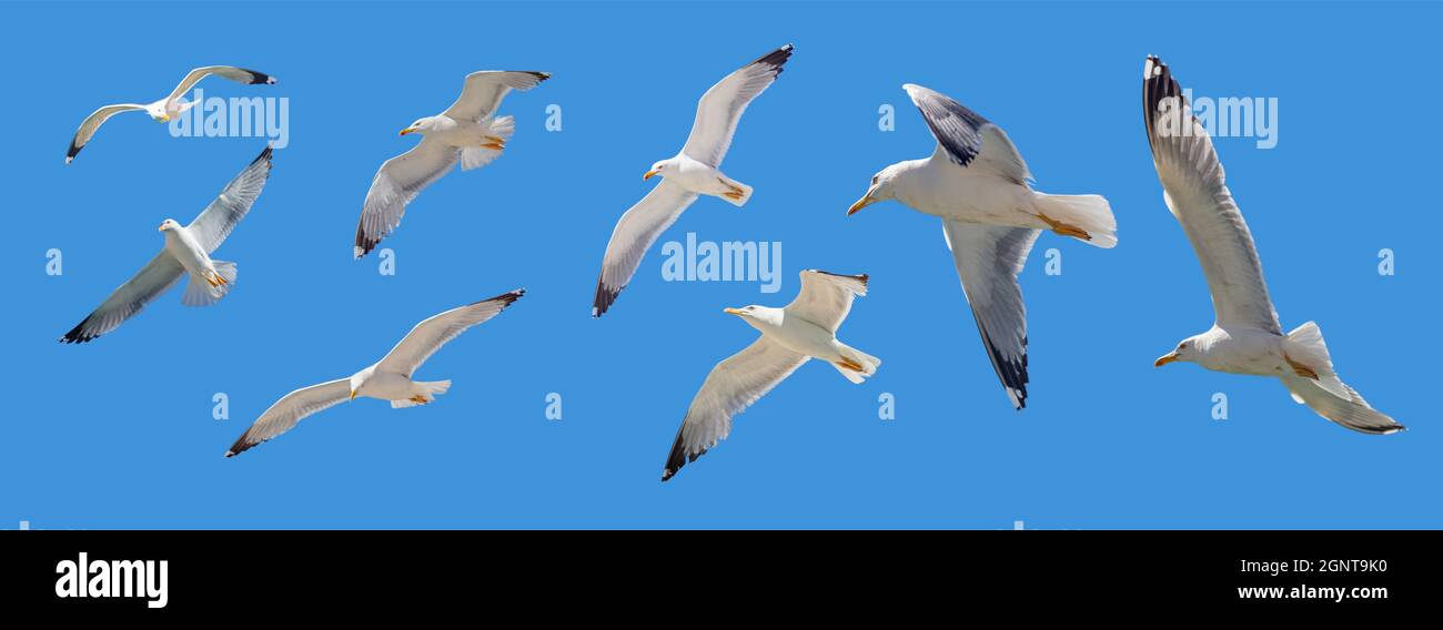 Flying seagulls on clear blue sky background, open wings. European herring gulls flock flight panoramic under view, banner. Aegean sea Greece. Stock Photo