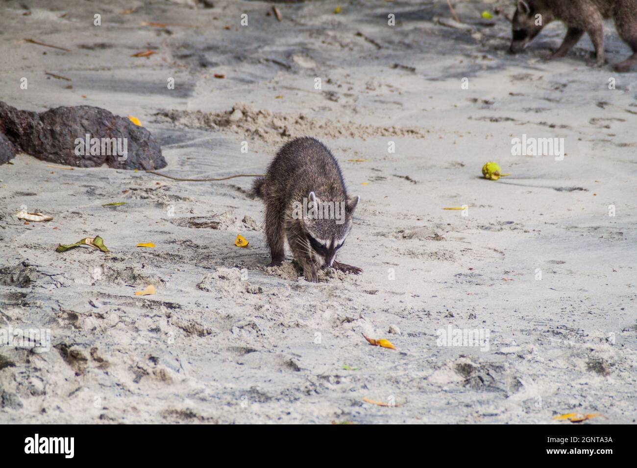 Crab-eating raccoon Procyon cancrivorus in National Park Manuel Antonio, Costa Rica Stock Photo