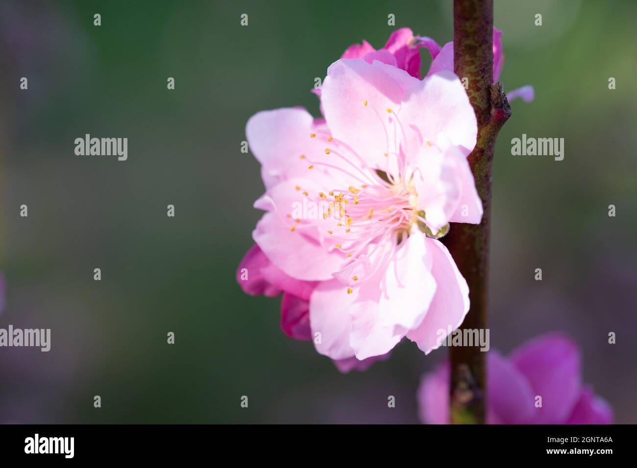 Pink flowers of a blooming nectarine tree Stock Photo Alamy