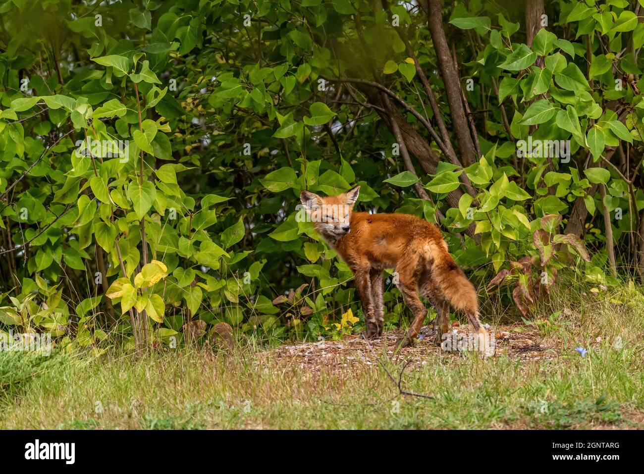 A red fox (Vulpes vulpes), possibly infected in sarcoptic mange,   in Michigan, USA  in early autumn. Stock Photo