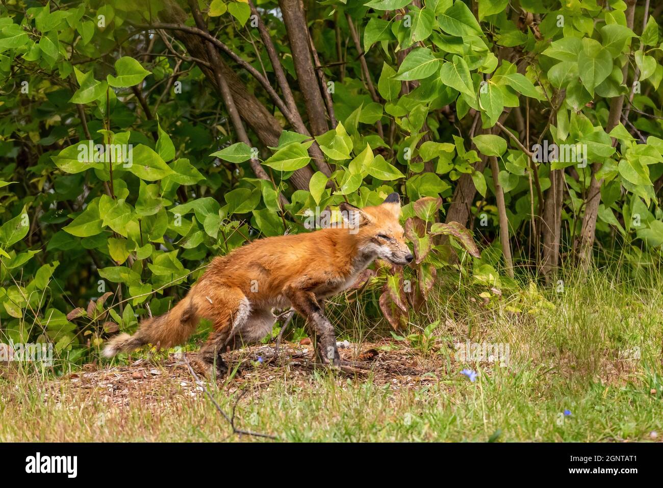 A red fox (Vulpes vulpes), possibly infected in sarcoptic mange,  in Michigan, USA  in early autumn. Stock Photo