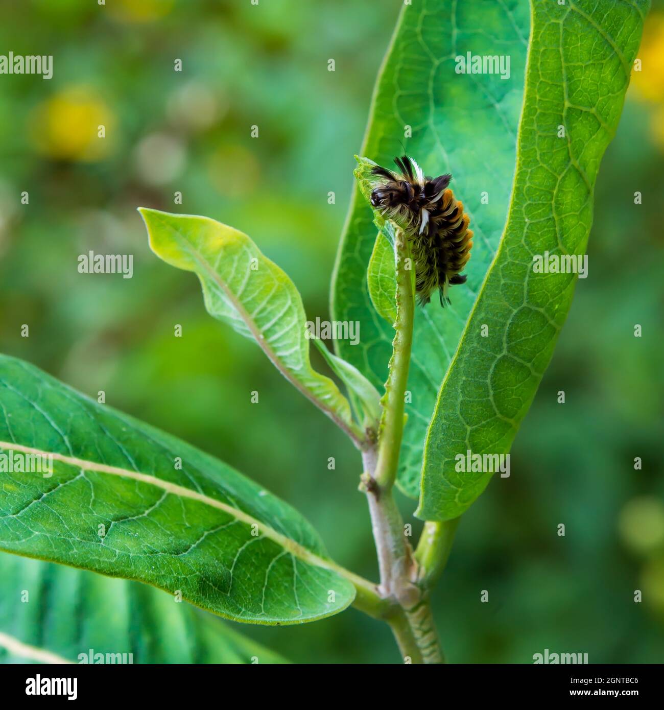 A Tussock Moth caterpillar feeds on a milkweed leaf. Stock Photo