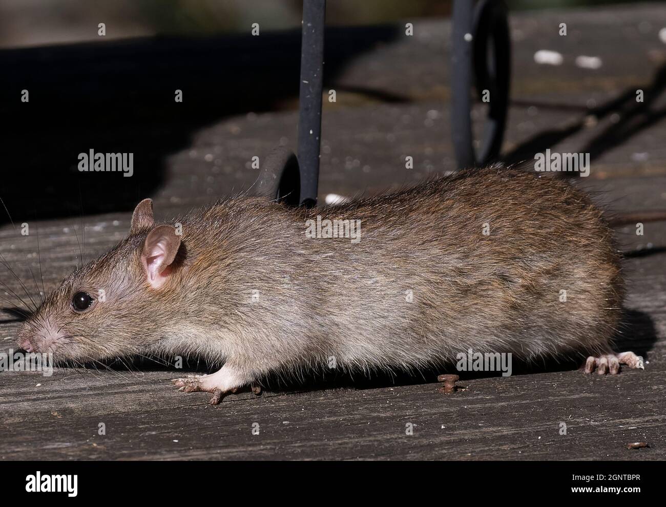 Common rat surprises in a daylight appearance on the deck Stock Photo