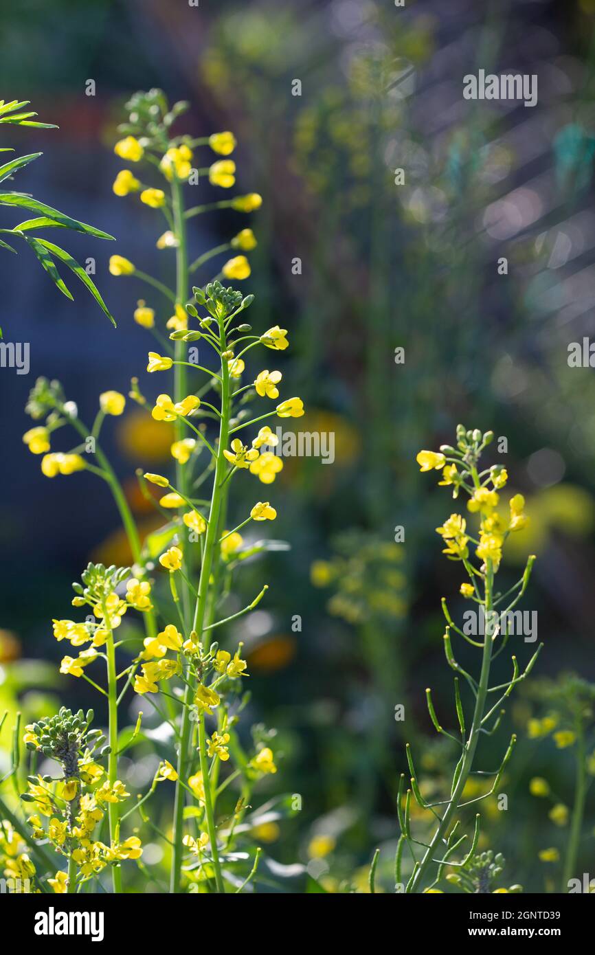 yellow flowers of a blooming broccoli plant Stock Photo Alamy